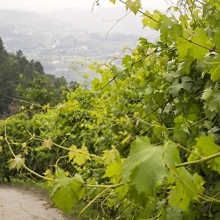 Gospodarstwo wiejskie Quinta Dos Monteiros Resende